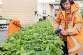 Irado medewerker snoeit een heg